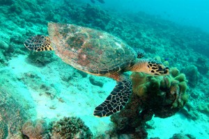 Seychelles image 3