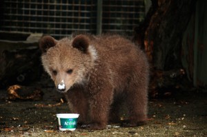 Zoe-Activia2