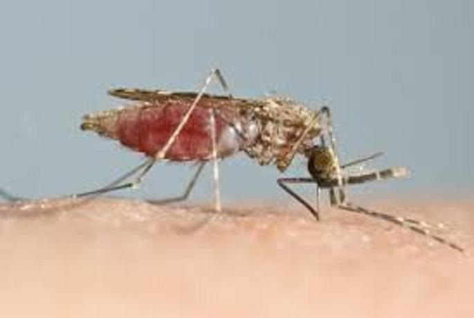 Γιατί προκαλεί φαγούρα το τσίμπημα των κουνουπιών;