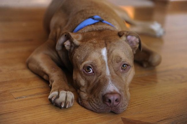 Χάνει την αποζημίωση λόγω… ενός pit bull