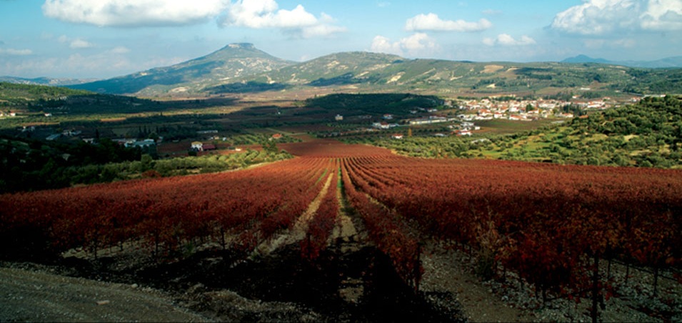 Palivos vineyard