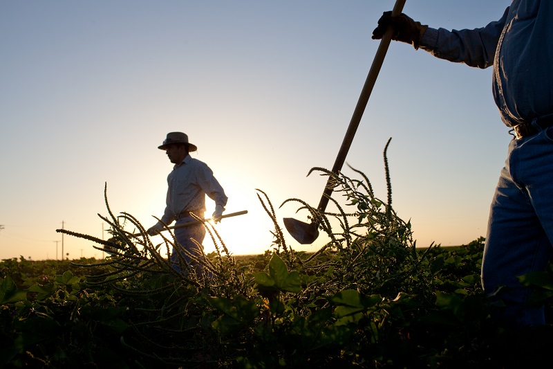 ΑΤΕ Ασφαλιστική: «Ασφαλής Αγροτική Παραγωγή» ό,τι καλύτερο για τους Αγρότες