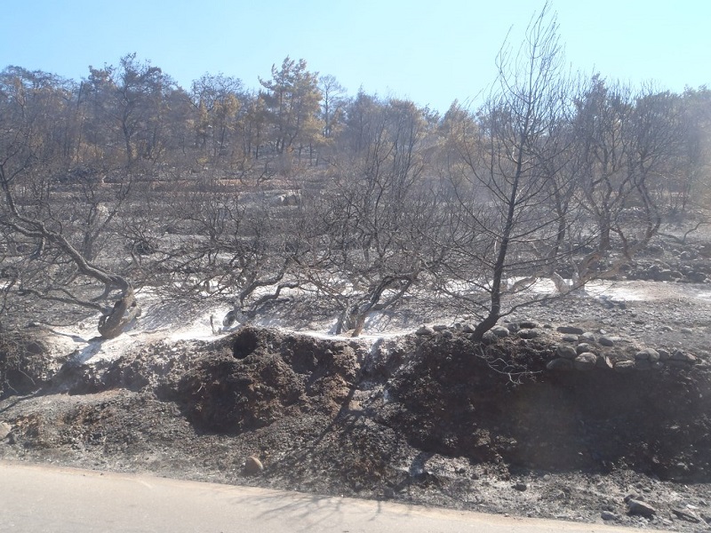Ανασφάλιστη η μαστίχα της Χίου: Χάθηκαν 10 τόνοι από την ετήσια παραγωγή