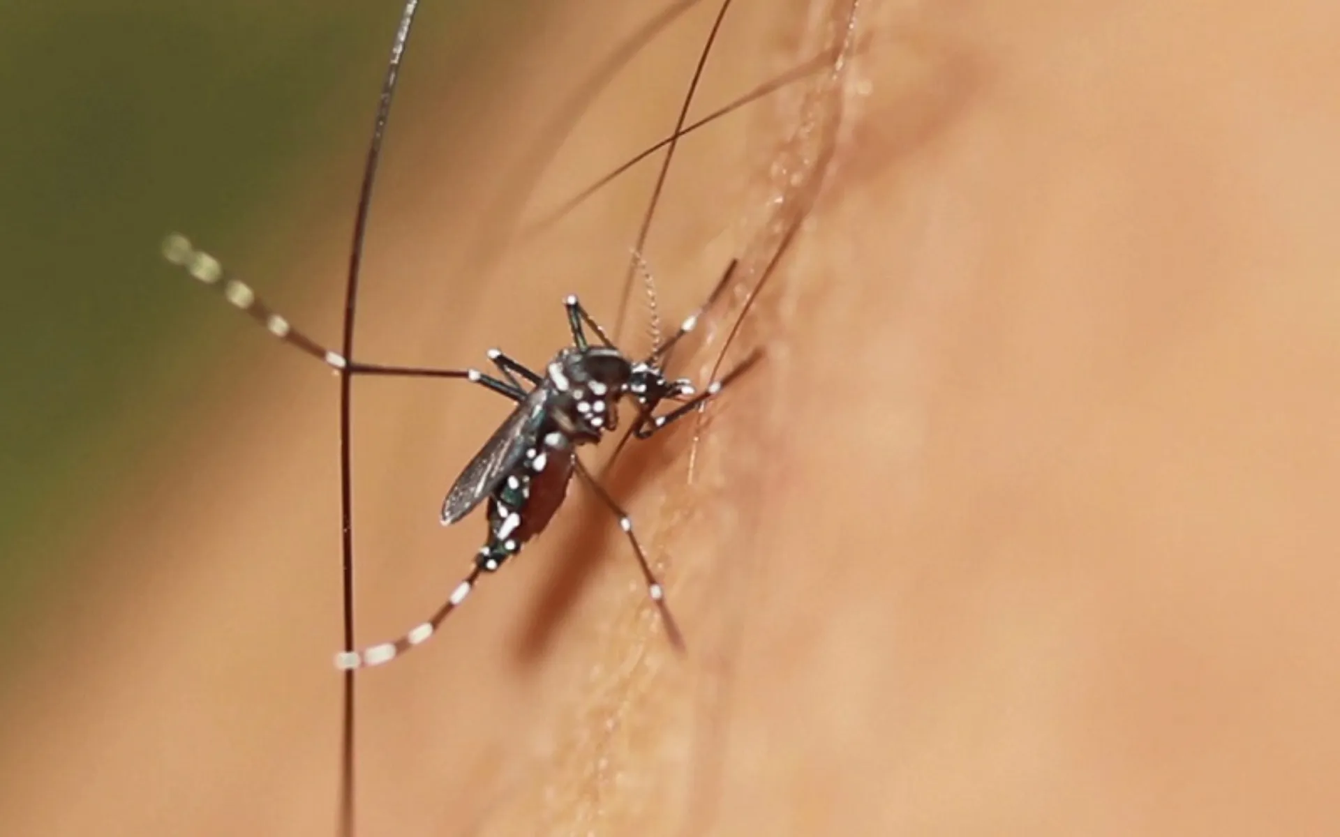 Υπουργείο Υγείας: Υπερβολικές προεκτάσεις στο θέμα της ελονοσίας