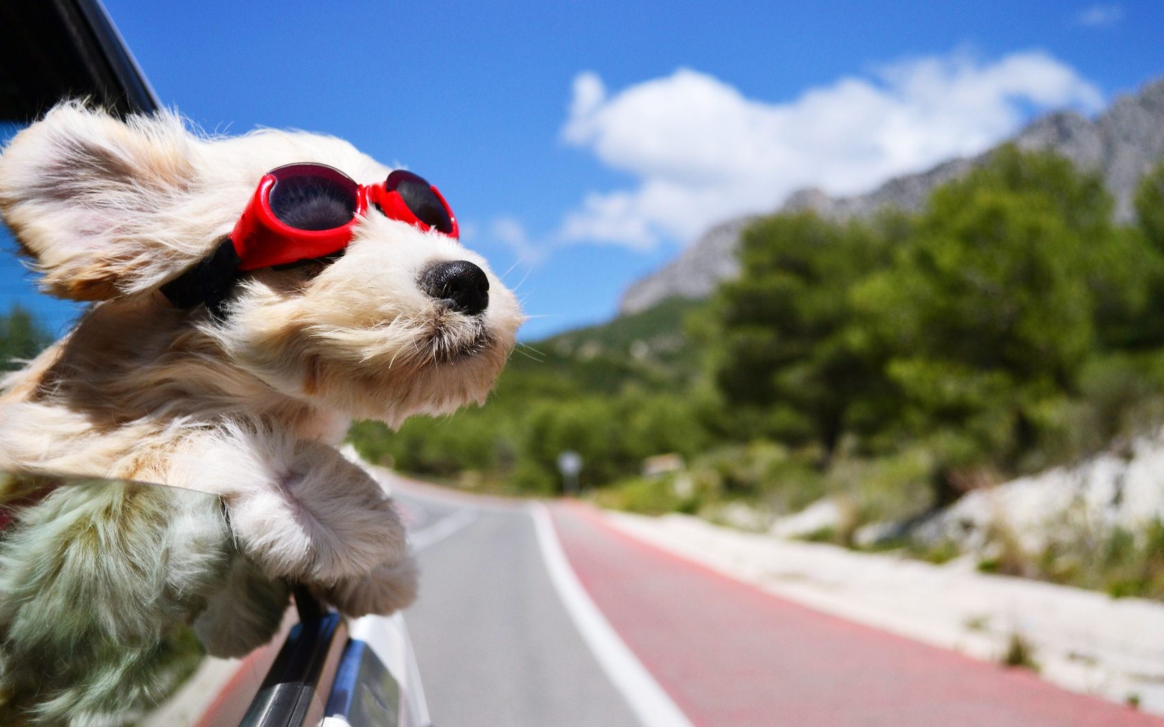 Dog-In-Car-Wearing-Cool-Sunglasses-Images