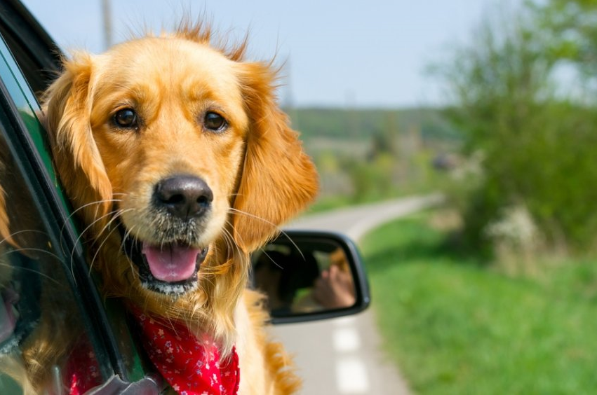 Daedalus: Κάλυψη ατυχήματος Κατοικίδιου σε συνεργασία με την Ατλαντική Ένωση