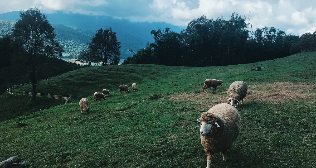 Ασφαλιστής… λύκος έφαγε 207.000 ευρώ από πρόβατα