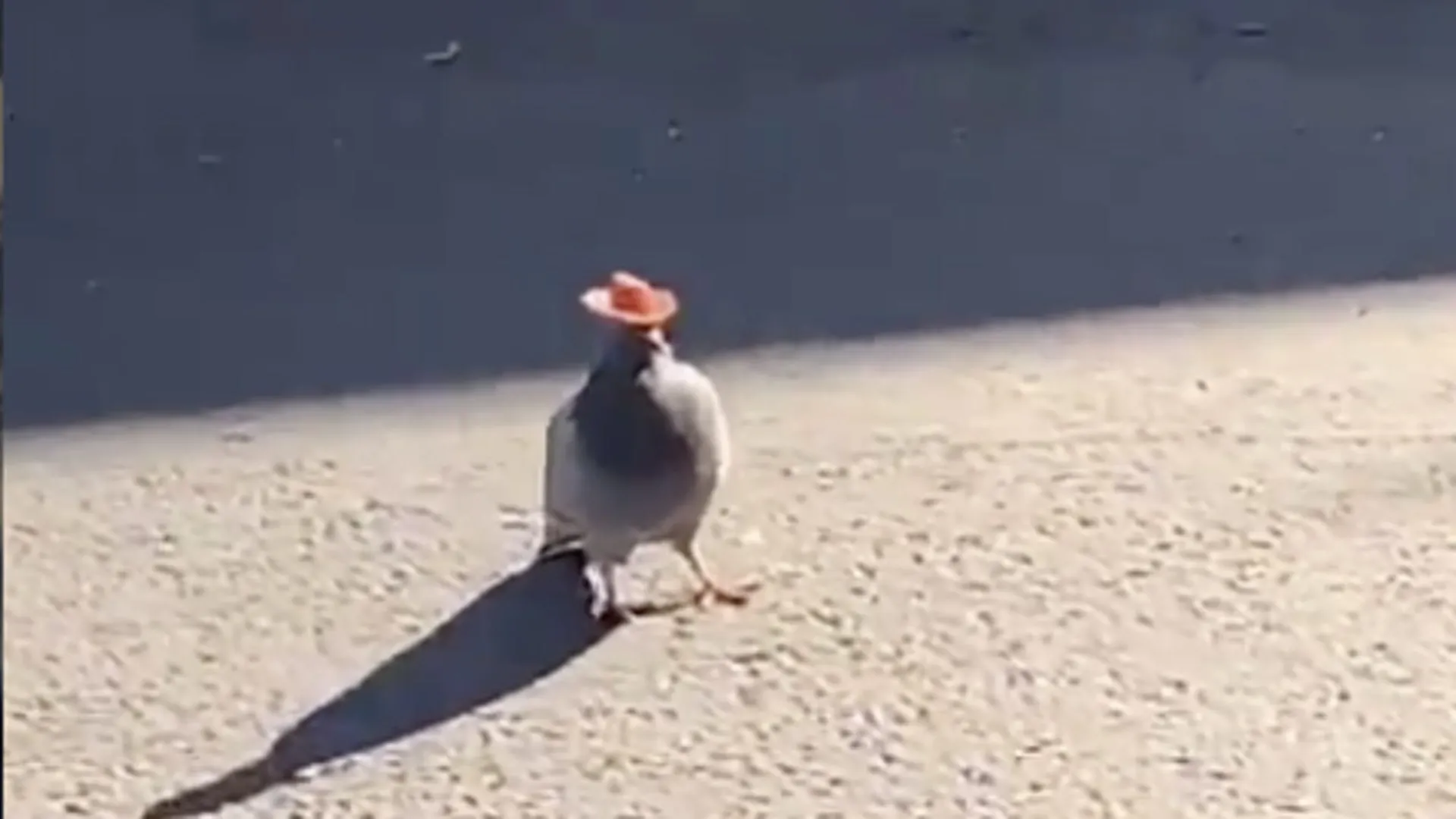 Ποιος βάζει κόκκινα καπέλα στα περιστέρια του Las Vegas;