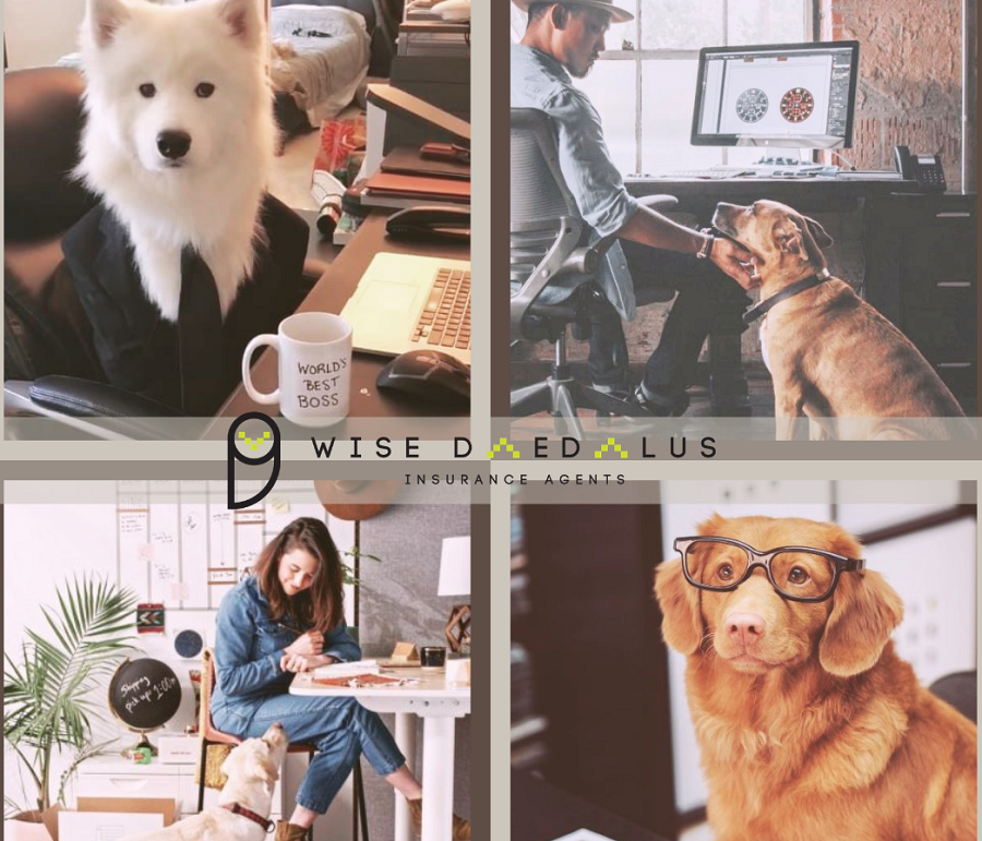 Wise Daedalus: National Take Your Dog to Work Day!