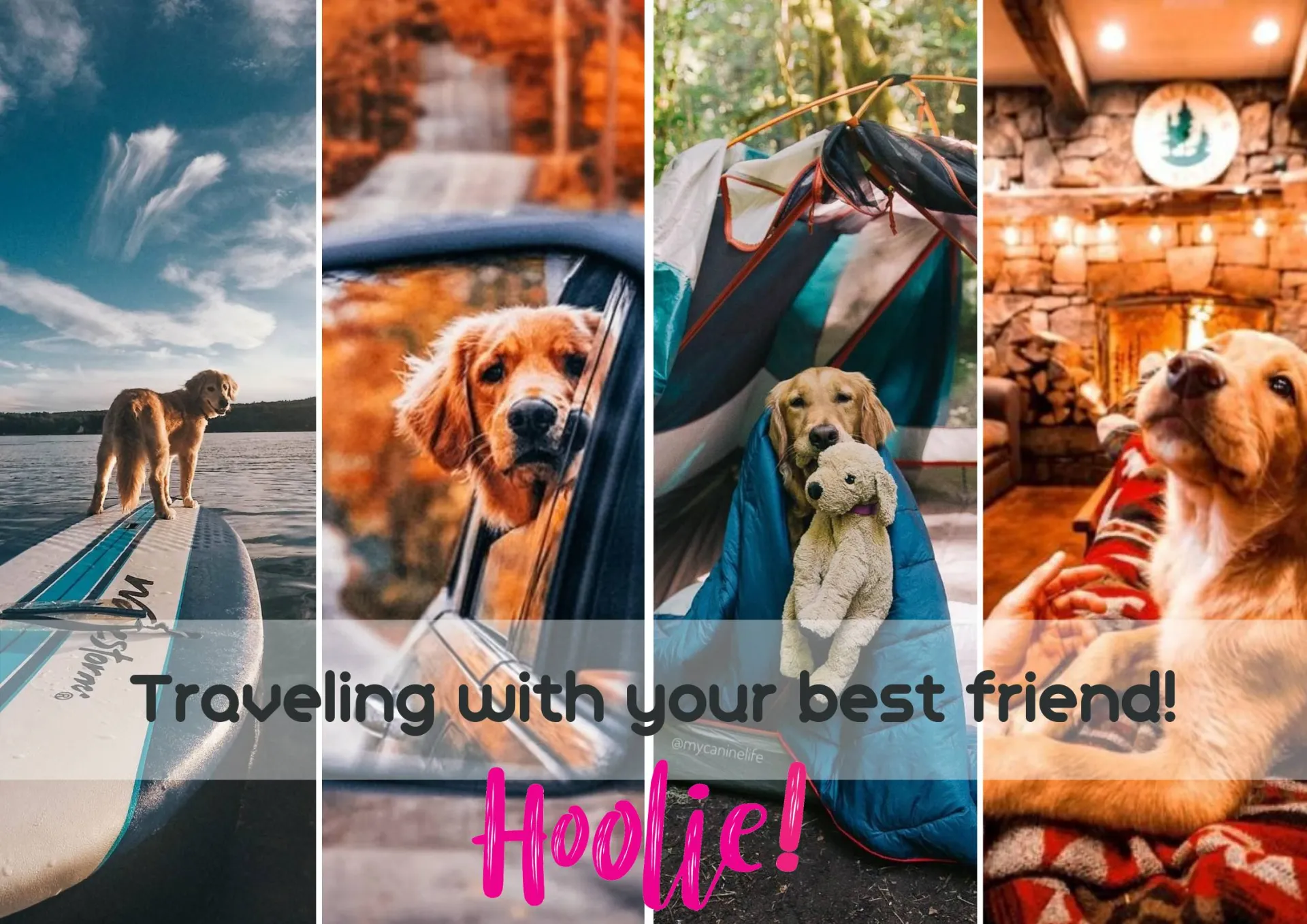 Pet Insurance: Ταξιδεύω με το σκύλο μου!