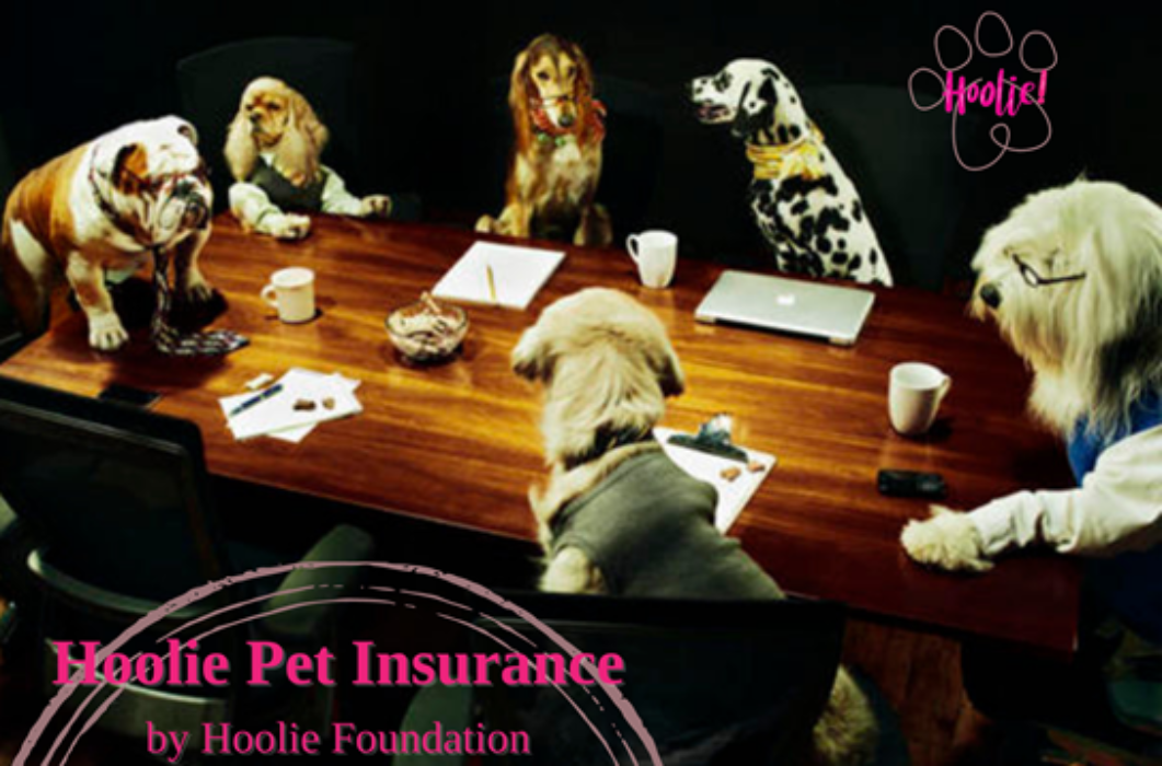 Hoolie Foundation τα νέα προγράμματα ασφάλισης κατοικιδίων έφτασαν !