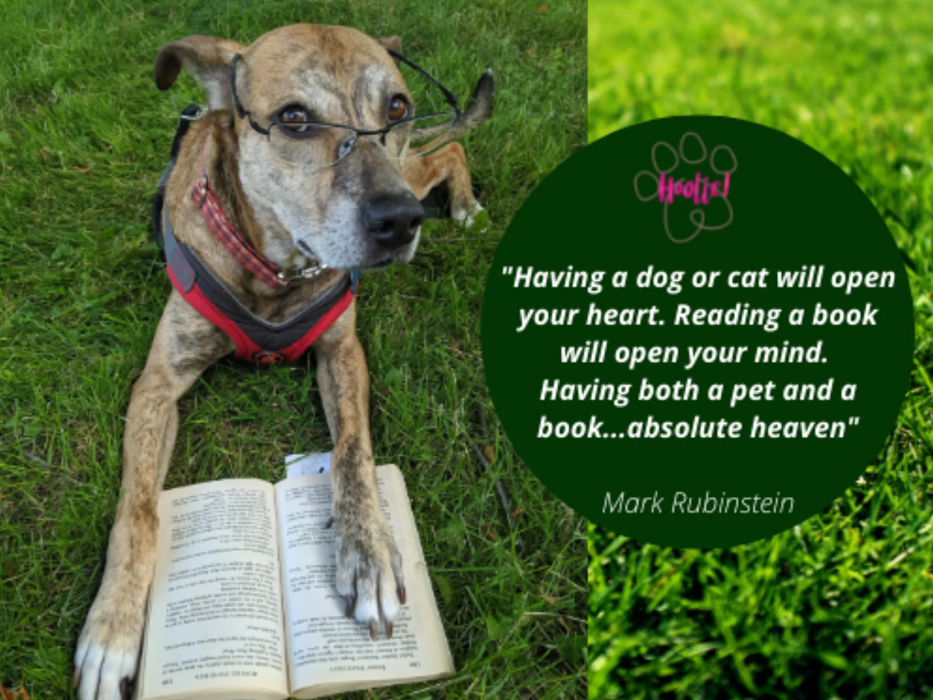 Ασφάλιση κατοικιδίων Hoolie Pet Insurance !