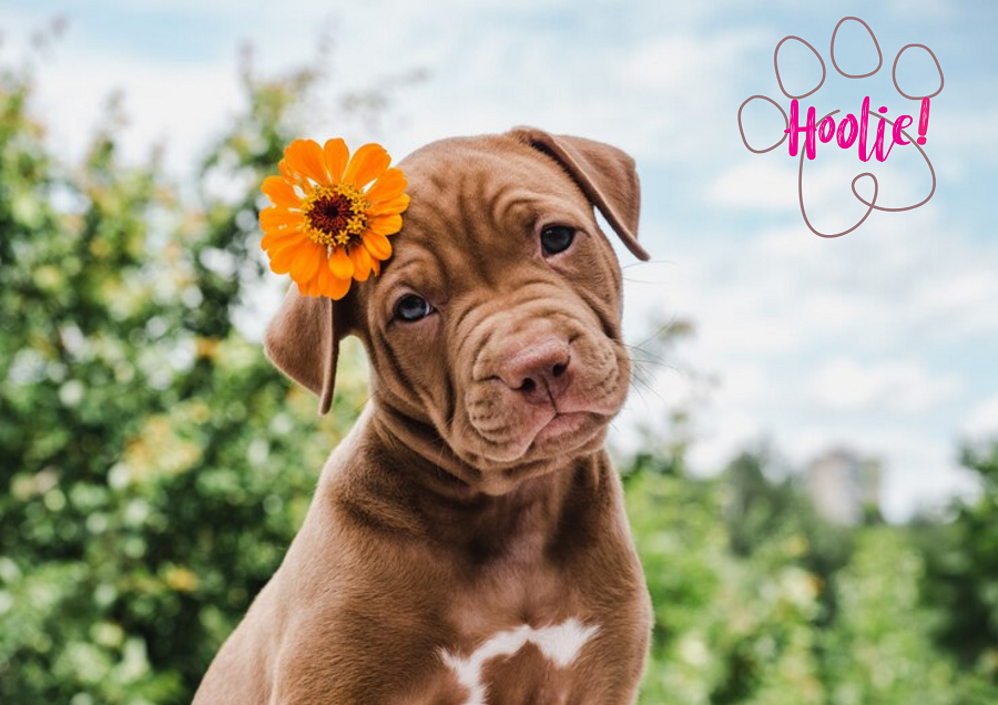 Hoolie Foundation: Gold βραβείο στην κατηγορία «Καλύτερη ασφαλιστική υπηρεσία για κατοικίδια»