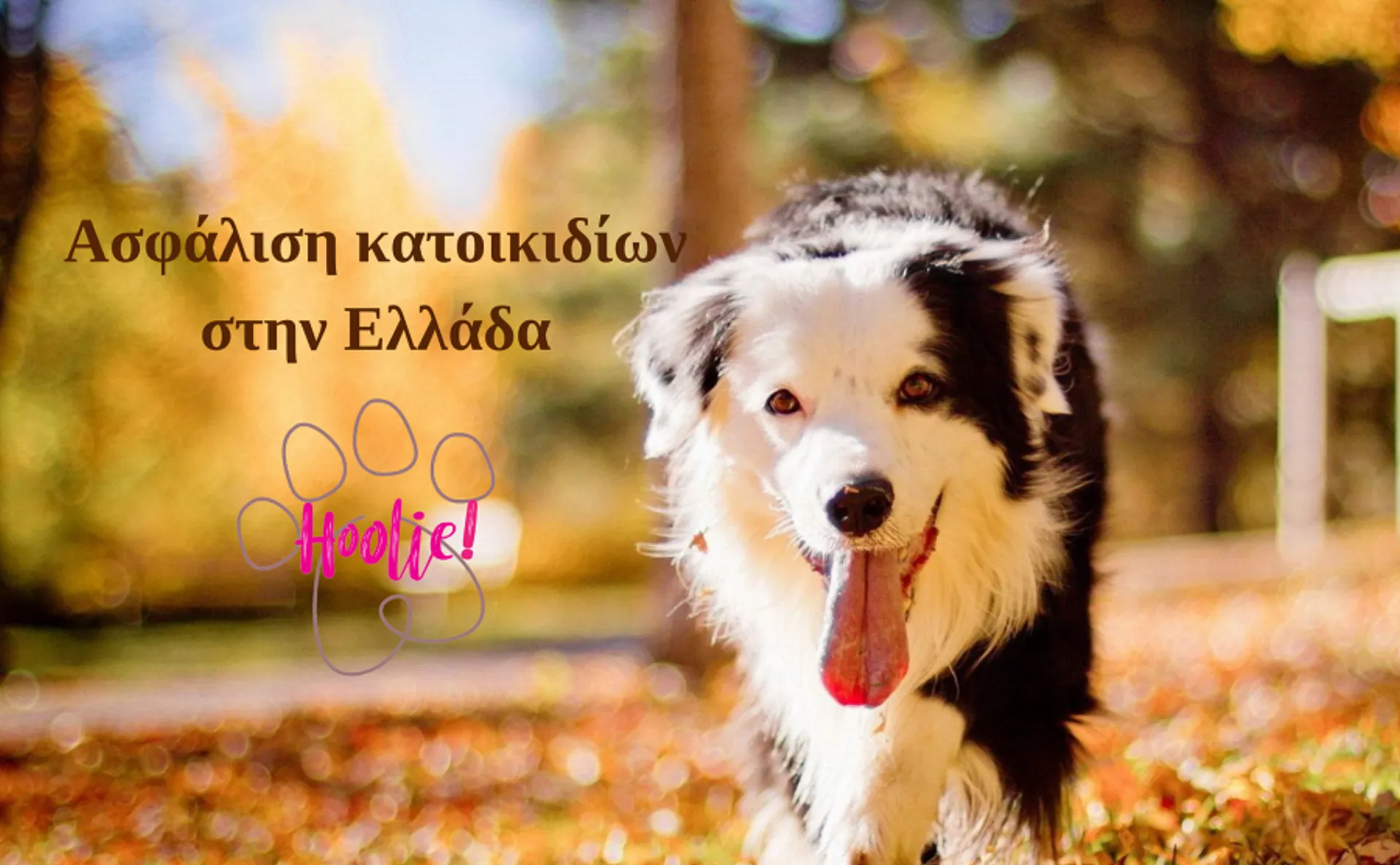 Ασφάλιση κατοικιδίων στην Ελλάδα: Η δύναμη της προσφοράς στην κάλυψη “Farewell”