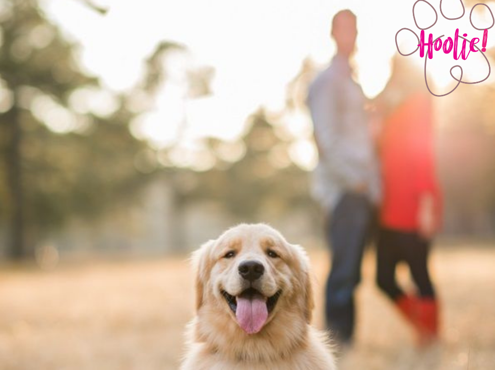 Ασφαλιστικό πρόγραμμα κατοικιδίου “Pluto, by Hoolie Foundation”