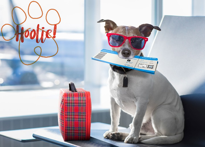 Με περίπτερο στη ΔΕΘ η Hoolie Pet Insurance