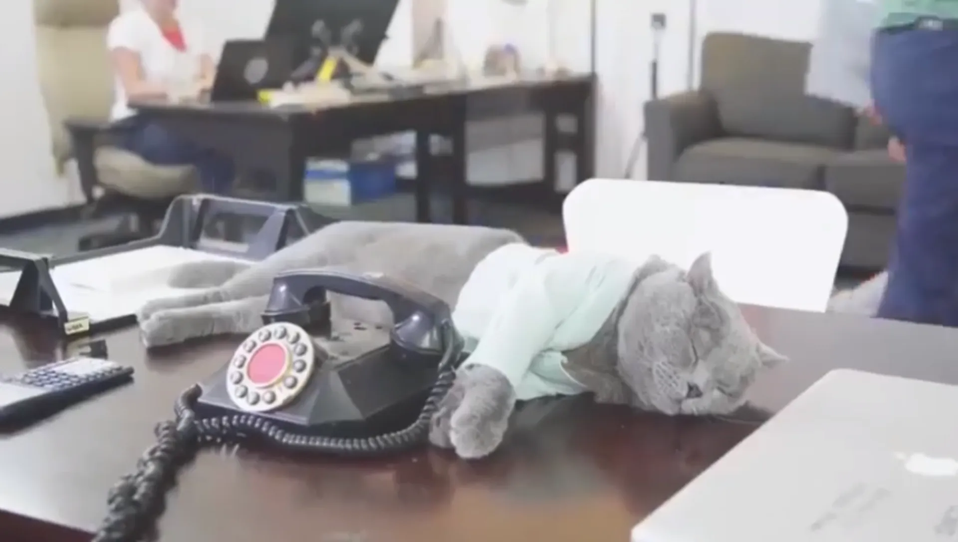 Hoolie Pet Insurance: Παγκόσμια ημέρα “πάρε την γάτα σου στην δουλειά” !