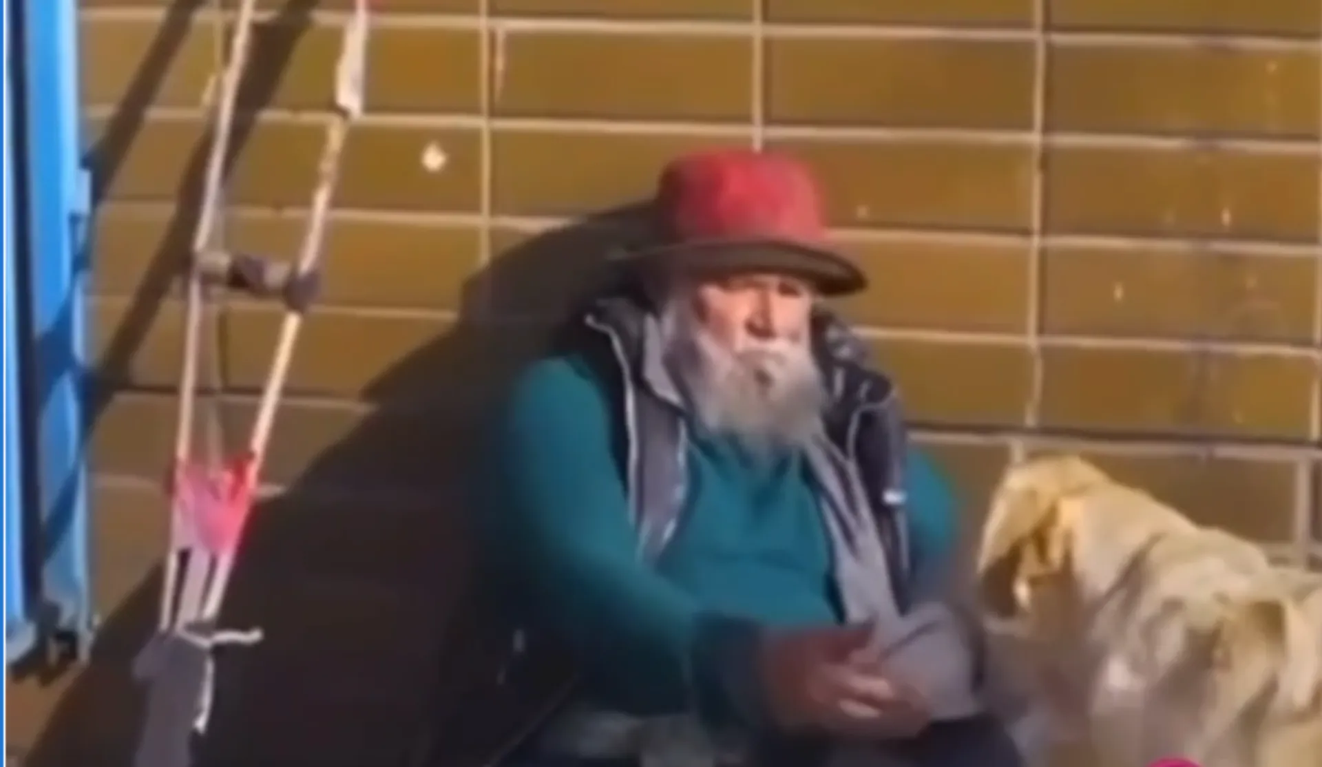 Hoolie Pet Insurance: Η αφοσίωση ενός κατοικιδίου (video)