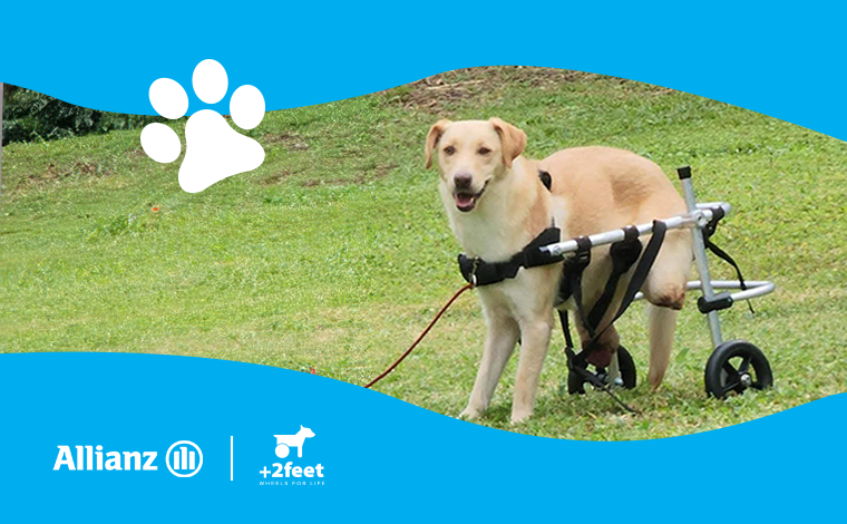 Η Allianz και η Plus2Feet συνεχίζουν να δίνουν κίνηση και ελπίδα στα ζώα που το χρειάζονται, μέσω της δράσης «Walking Together»