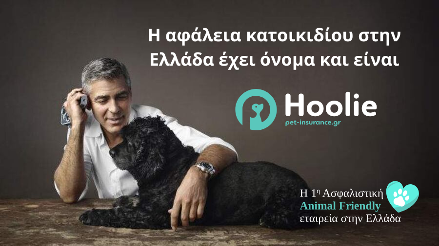 Όταν η φροντίδα γίνεται απόφαση: Η νέα εποχή στην κηδεμονία κατοικιδίων